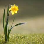 Нарцисс – цветок с особым запахом (Часть 3)